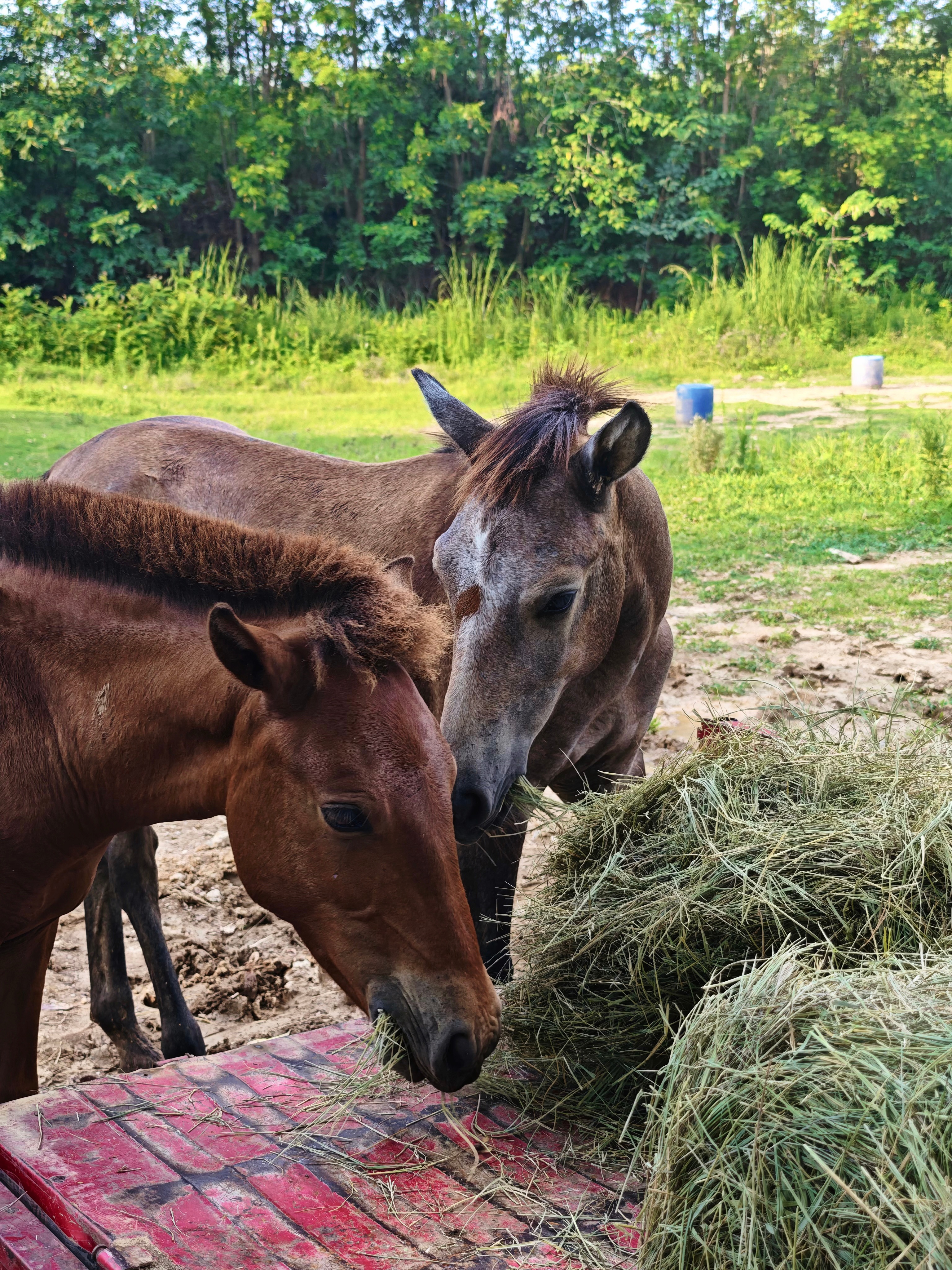 我不要王子苦苦守候的故事🐎 