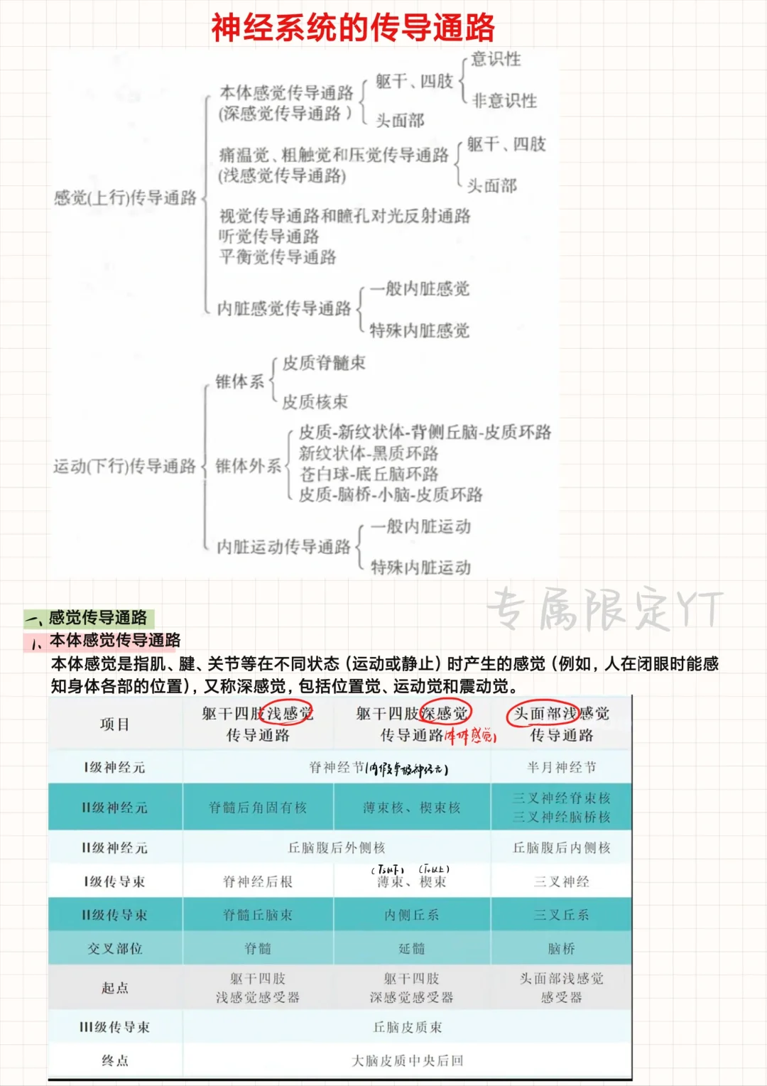 系统解剖学（18）-神经系统的传导通路