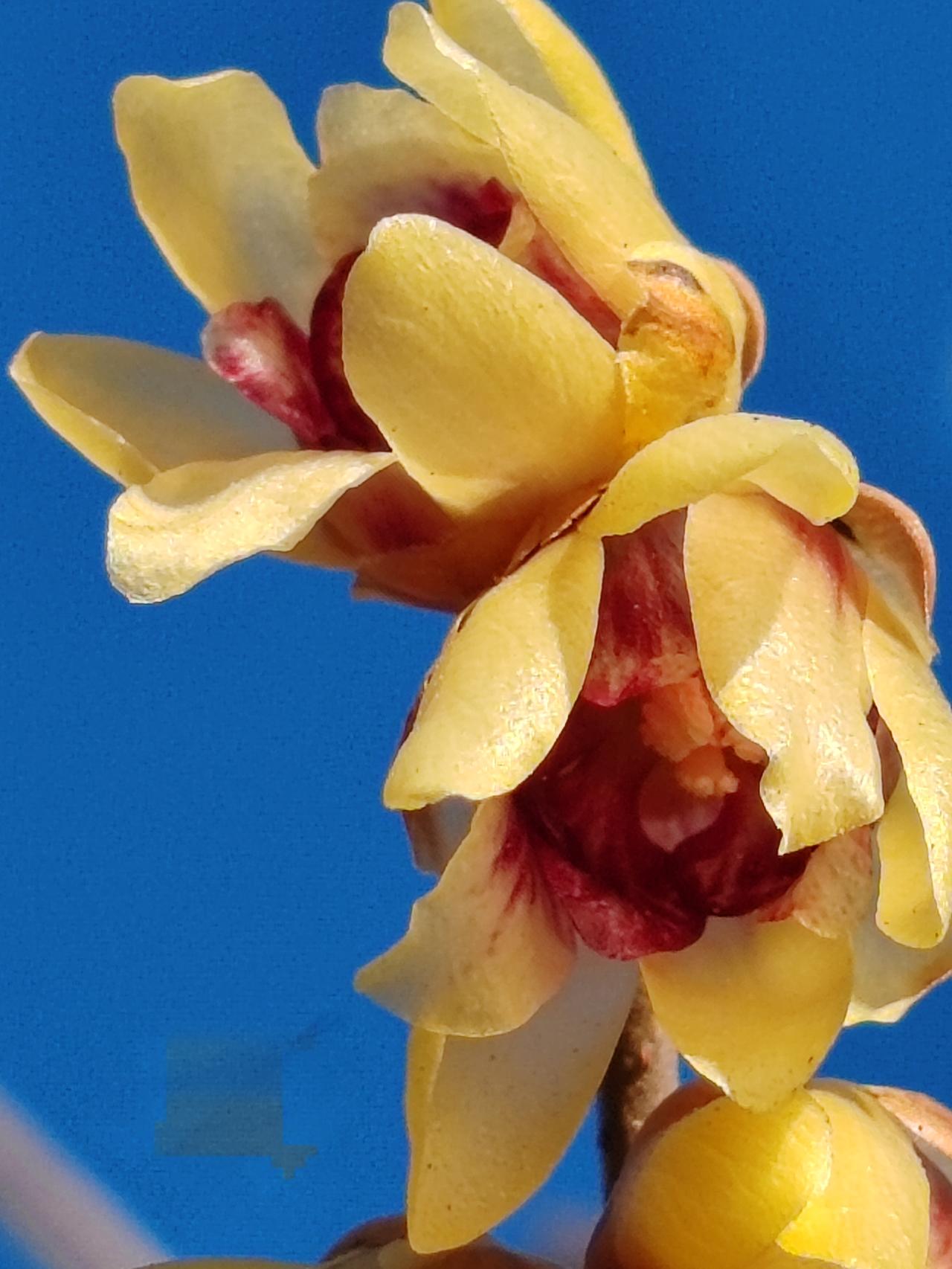 晒图笔记大赛腊月赏梅。