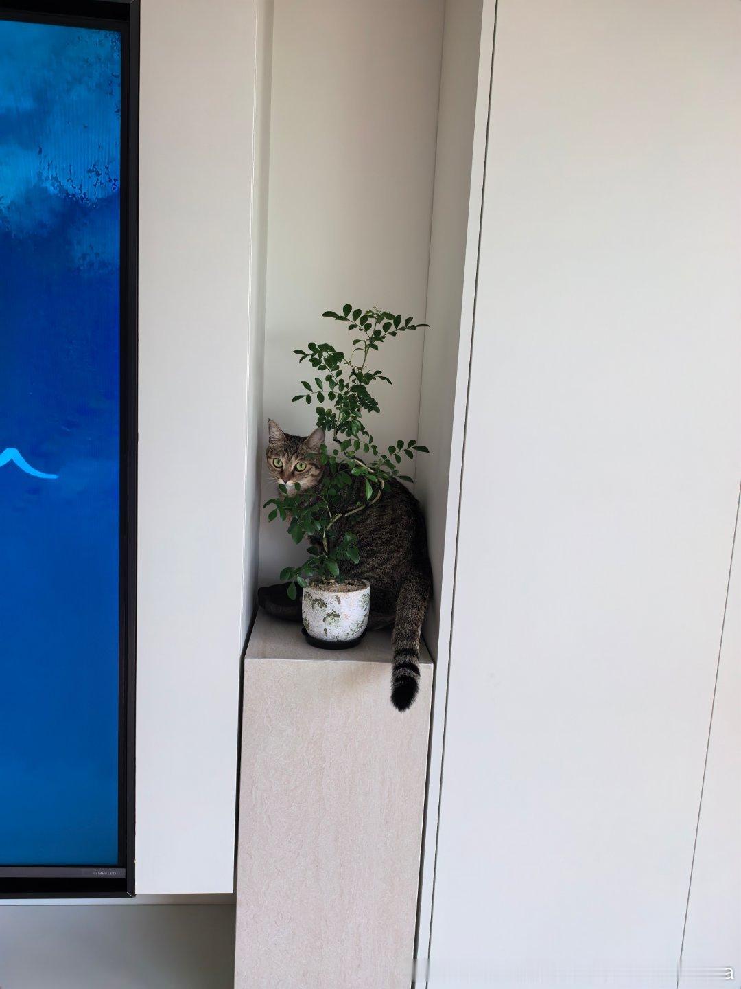 臭小子 离开我的植物妮娜一家来福是只小狸花萌宠的日常