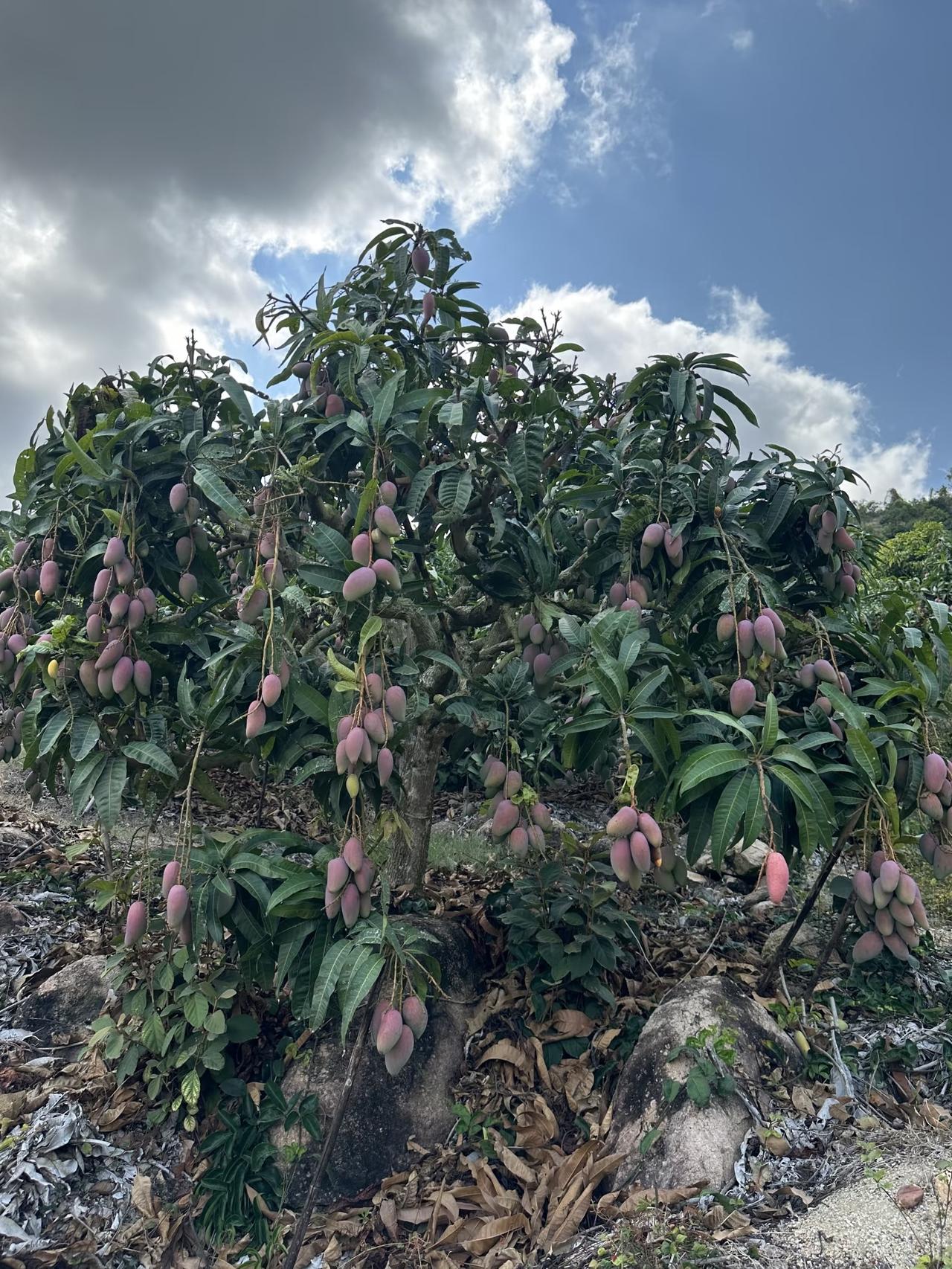 芒果到底是“水果顶流”还是“争议刺客”？说说我的大实话
 
有人把它捧成夏天必吃