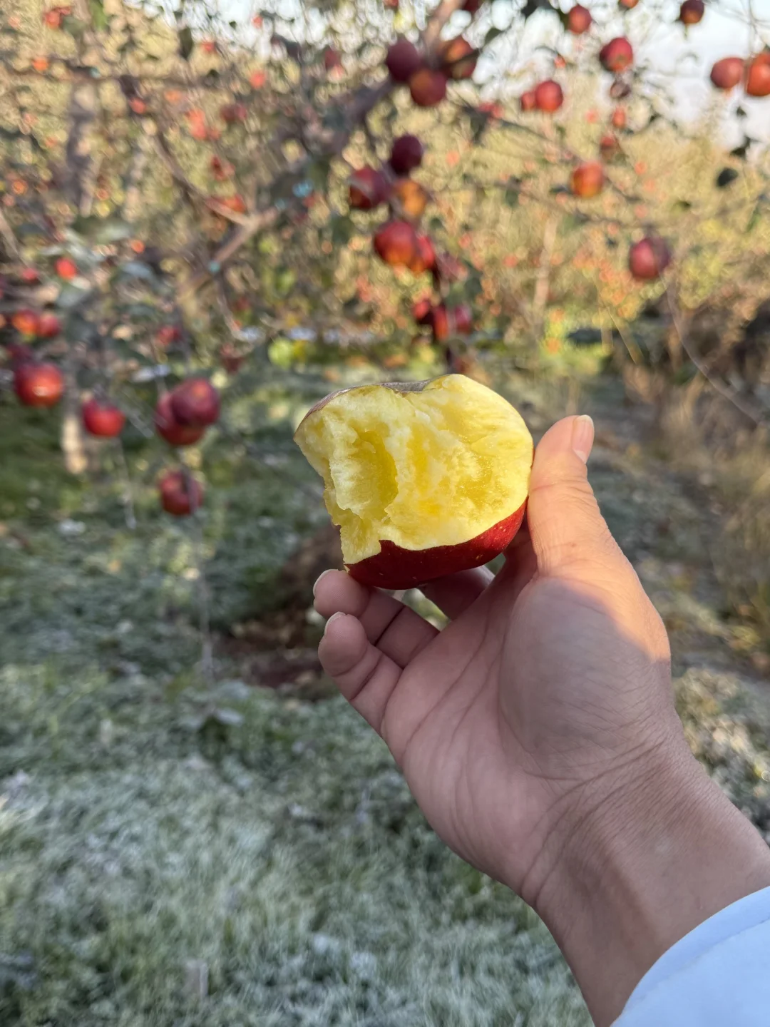 霜降后的苹果更脆更甜，再不吃就等明年了！