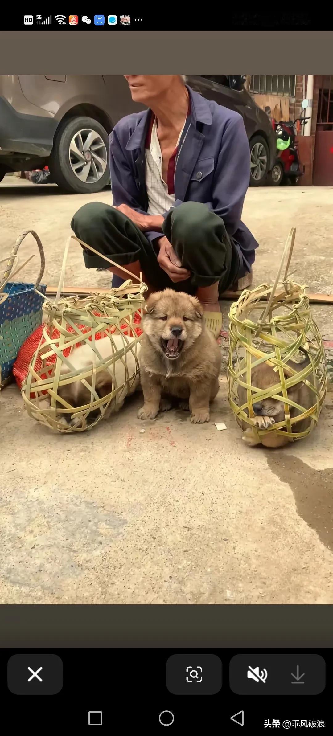 乡村的生活总是充满着各种独特的景象。就像那位挑着三只小狗叫卖的中年男子，那画面很