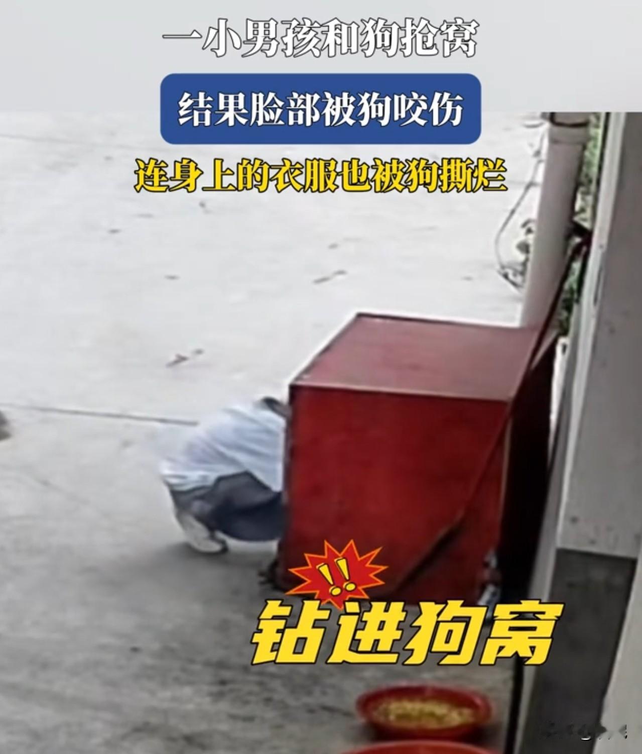 第一次遇到狗咬人，我竟觉得不是狗的错

安徽，一男孩趁妈妈不注意，钻进狗窝去勒狗