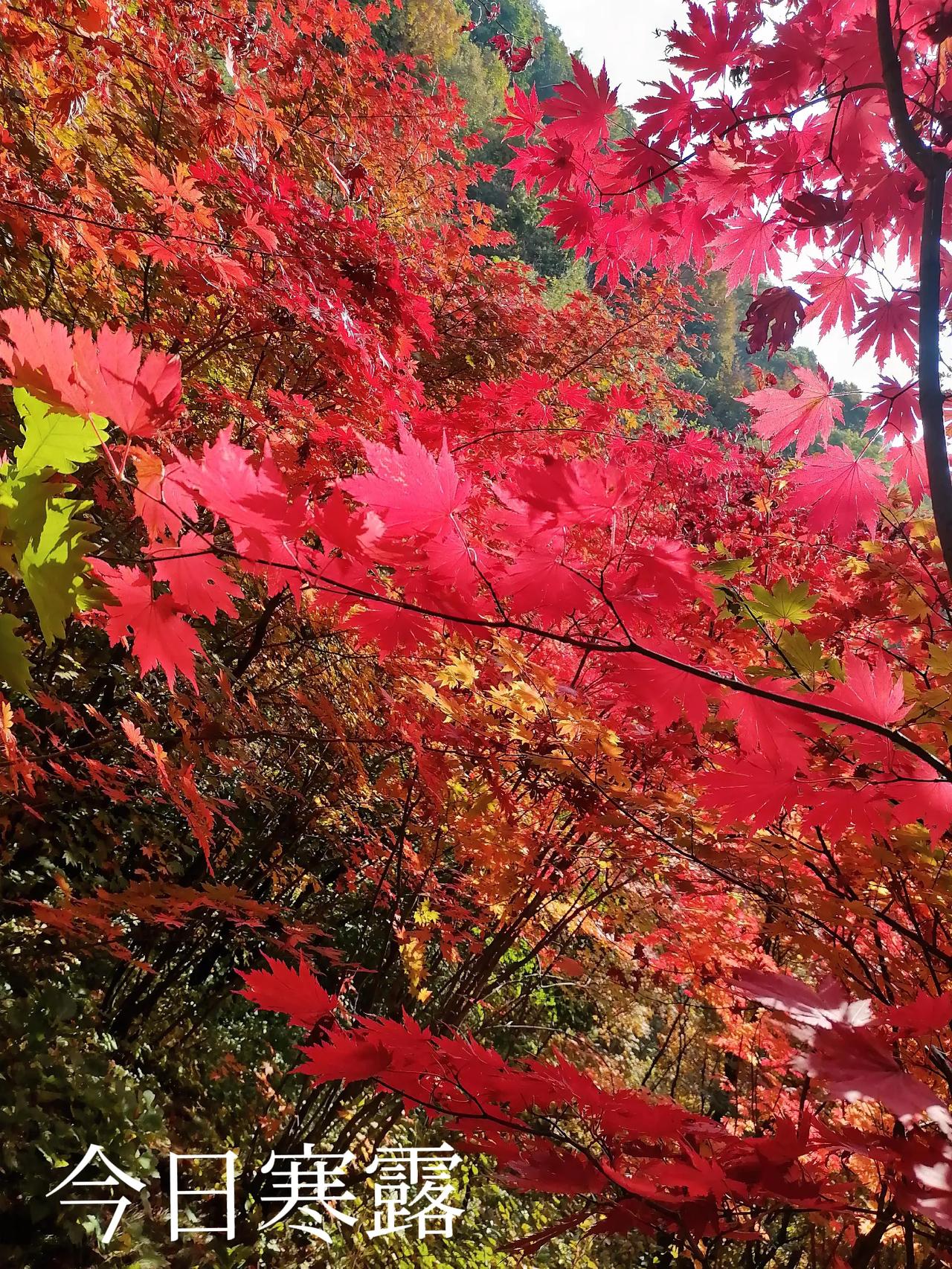今天是10月8日，阴历九月初六寒露。星空换季，露染天地，寒气渐盛，深秋将尽，冬天