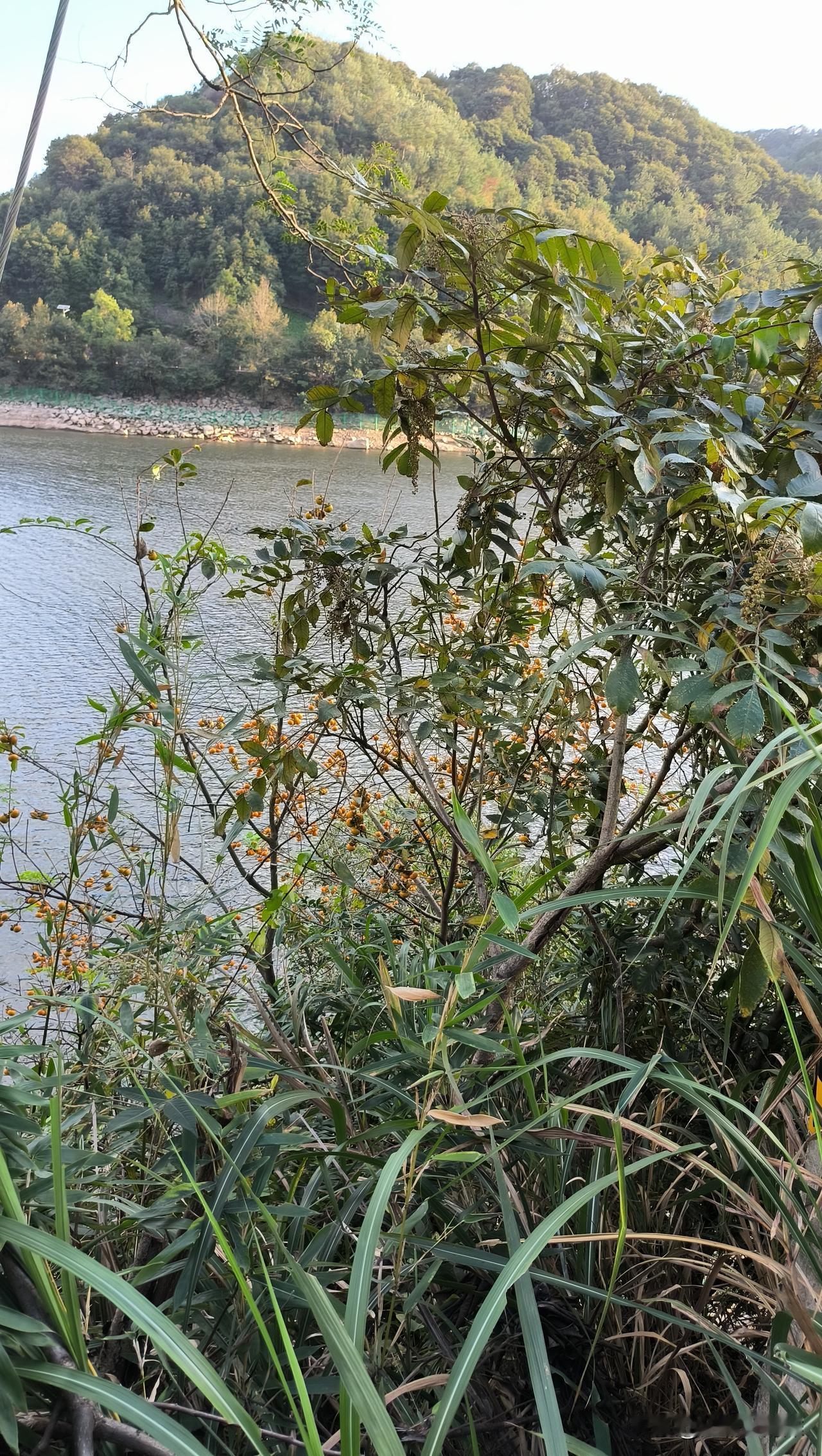 宁波东吴水库边上，一棵柿子树火了！甚至比旁边的水杉林还要火，硕果累累，就是大家采