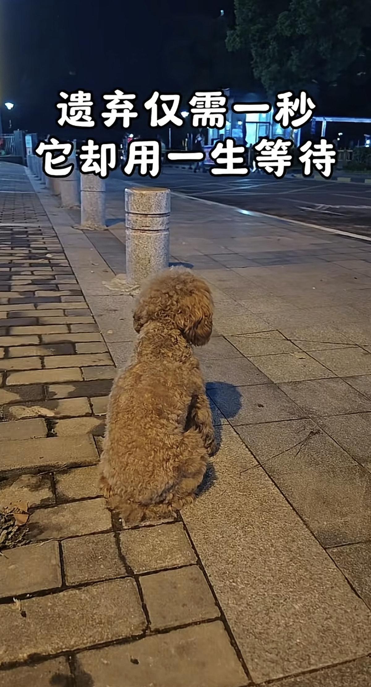 这狗也太“戏精”了吧！没公主命偏得公主病，前主人工作忙把它转手给同事，它倒好，还
