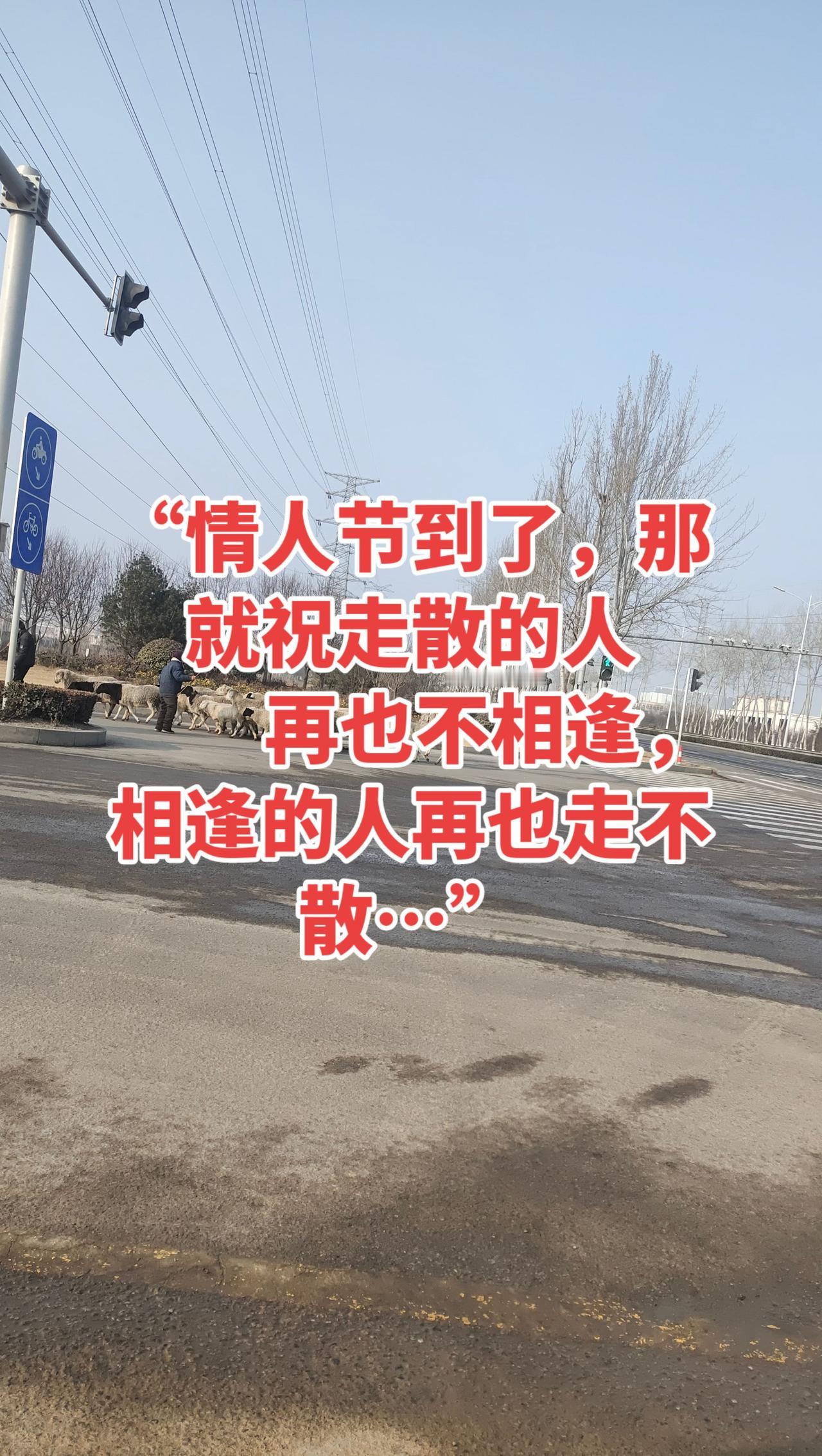 “情人节到了，那就祝走散的人
         再也不相逢，相逢的人再也走不散…