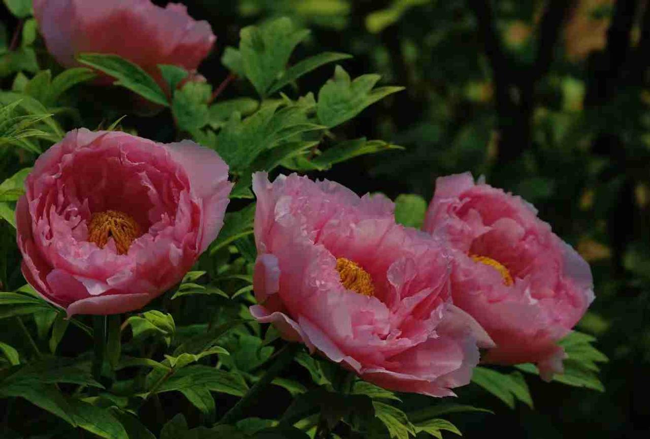 洛阳的牡丹已经盛开了，十五号今年的洛阳牡丹花会将盛大开幕。这是半个月前在洛阳拍的