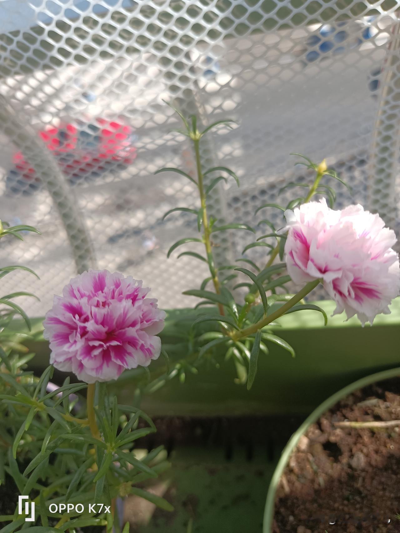 阳台上，总会有一些花让我心情特别好……