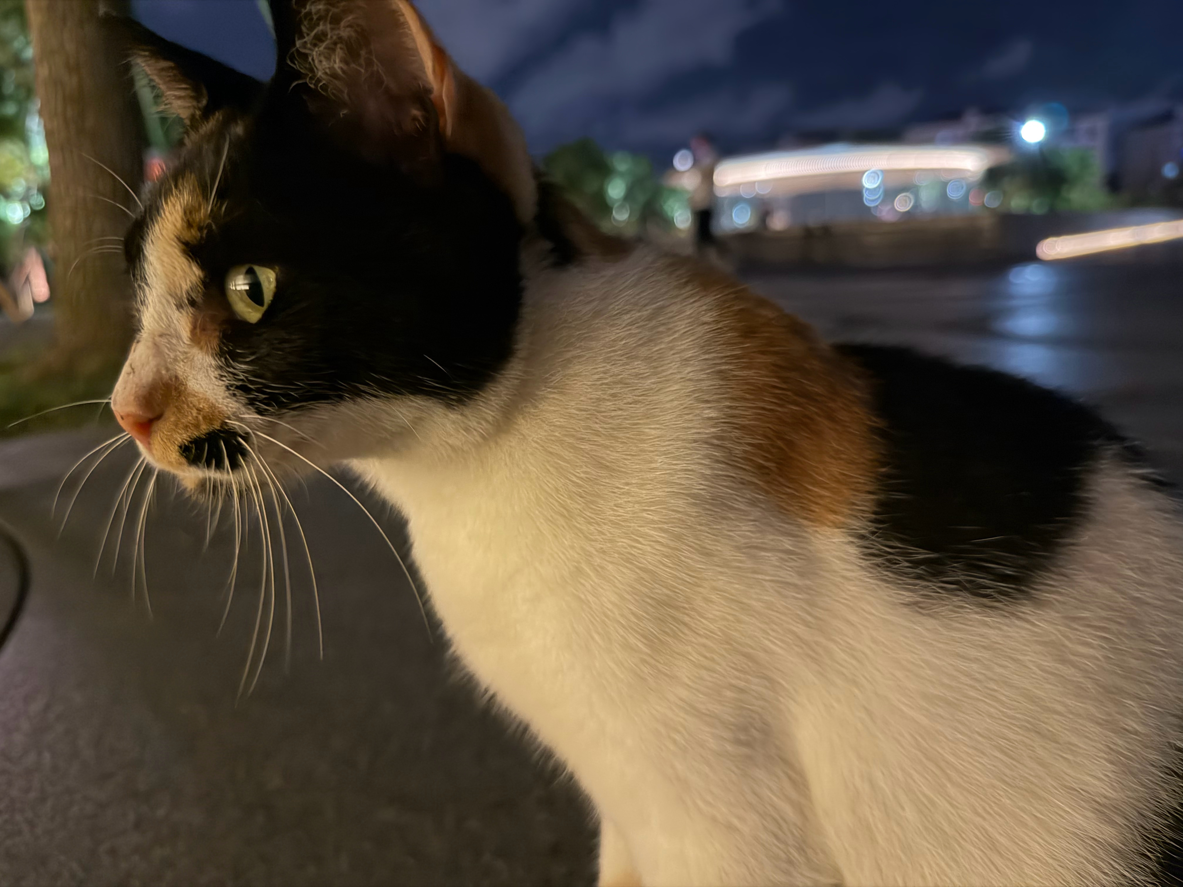 地上捡到一个小包包～～好可爱呀～～以及实时猫情