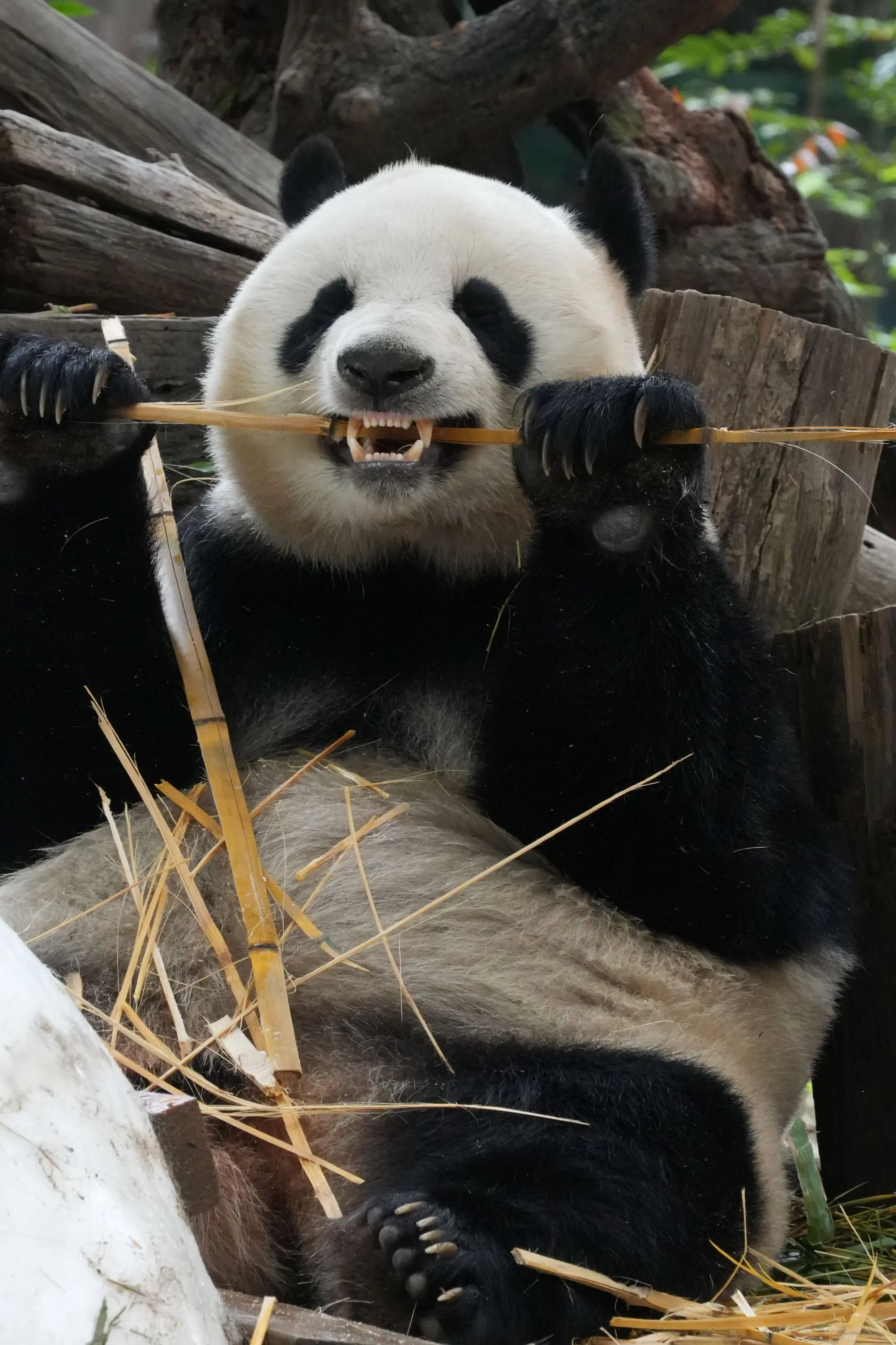 国庆啊，牙齿真白啊。 key姐，是你喜欢的牙齿啊。（不拍黑照的黑妈，不...