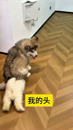 这俩小狗玩得也太有意思啦，小狗狗一直黏着大狗，非要跟人家玩耍。大狗转了两圈，往底
