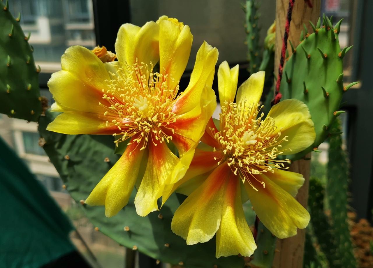 正月初六，开启了新年的第一次打球活动。
说起打球，从有规律的连续打球算起，至今已