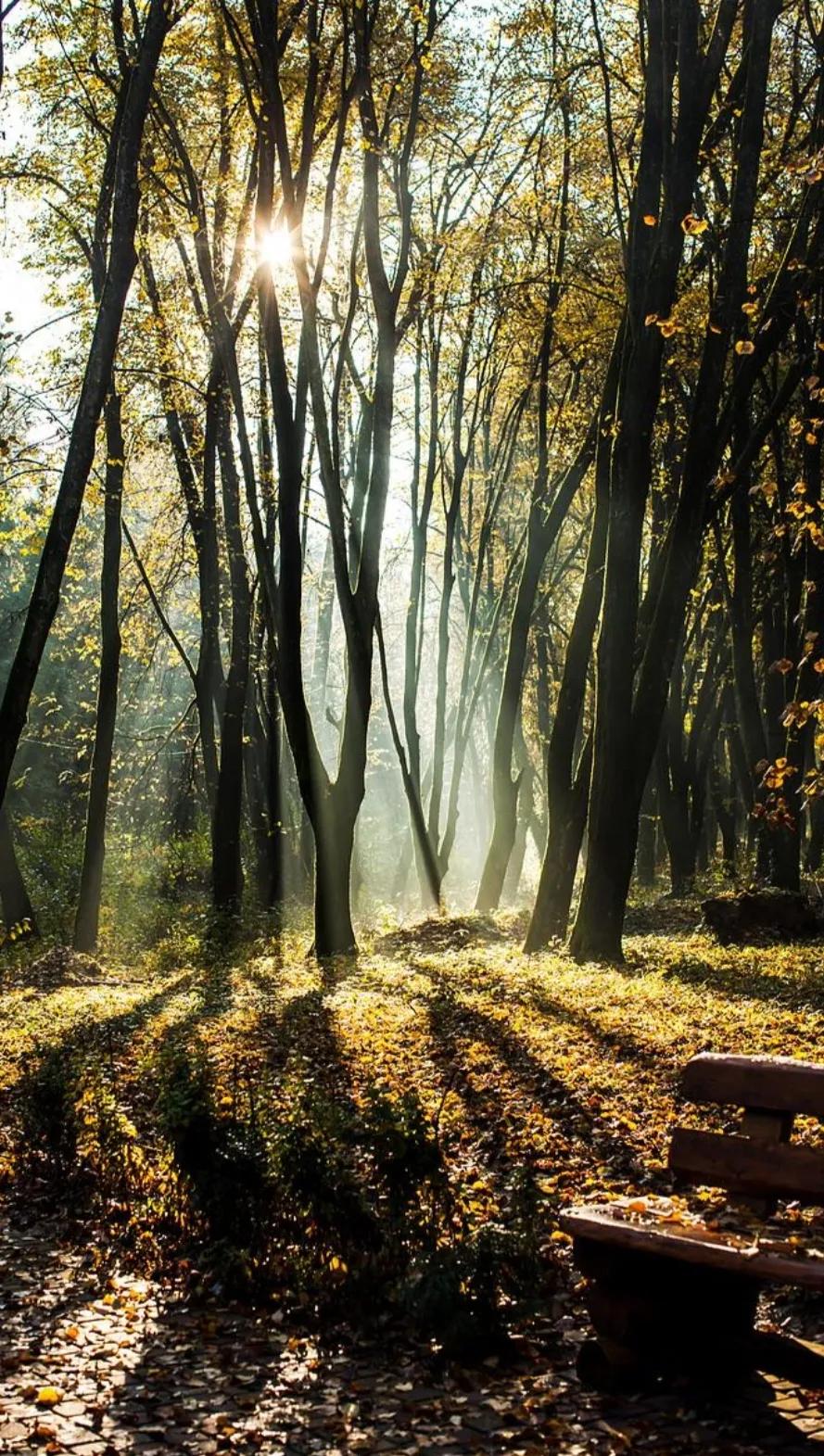 △晨秋爽咏△
河岸长堤满绿荫，
晨曦美妙爽入林。
秋风阵阵沁心肺，
露珠闪闪莹景