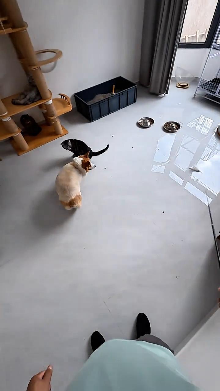带你们感受一下沉浸式第一视角逗猫，还能逗狗，还能逗猫，一举两得。这个逗猫棒买的挺