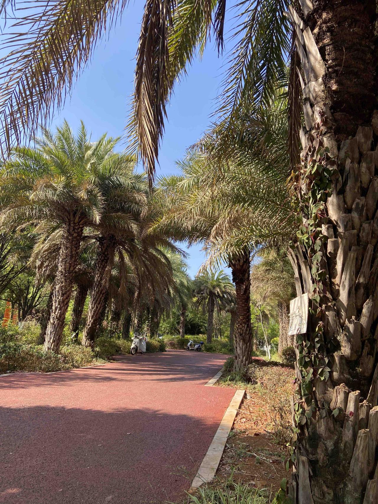 在散步的时候，遇到一大片棕榈树，还以为来到了热带。
这一片棕榈树，有很多棵，还有