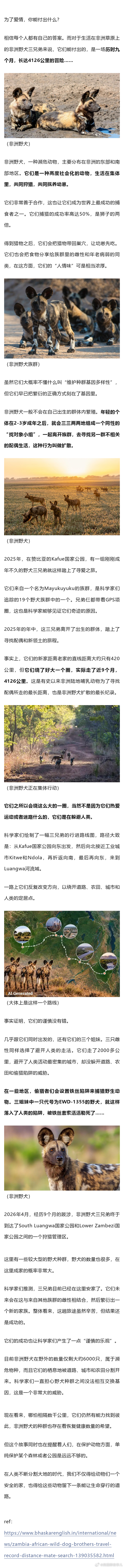 非洲野犬三兄弟为爱踏上旅程，9月暴走4000公里！为了找对象，它们拼了… ​​​