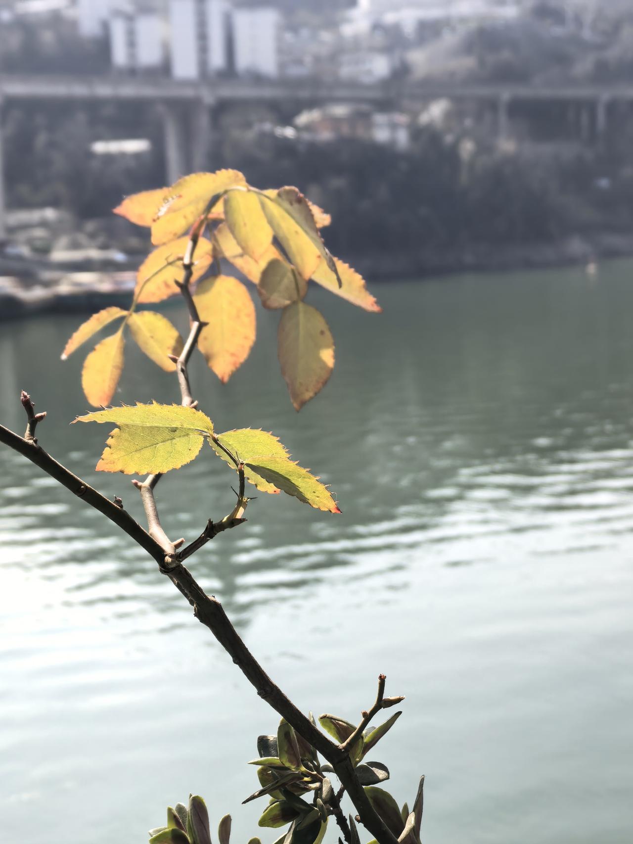 新年生活图鉴年，越来越近了，工作节奏已经很敷衍了，这个时候领导也不好多说啥的，毕
