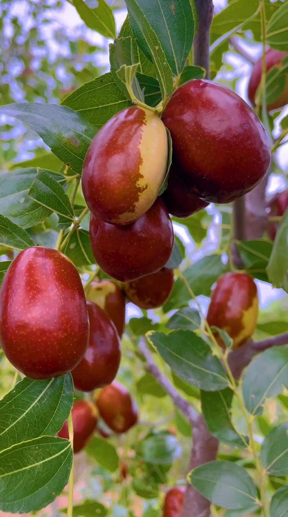 旺树不结果，弱树果满枝。倘若树木养料过于充足、生长过旺，往往只会长树干和枝条，却