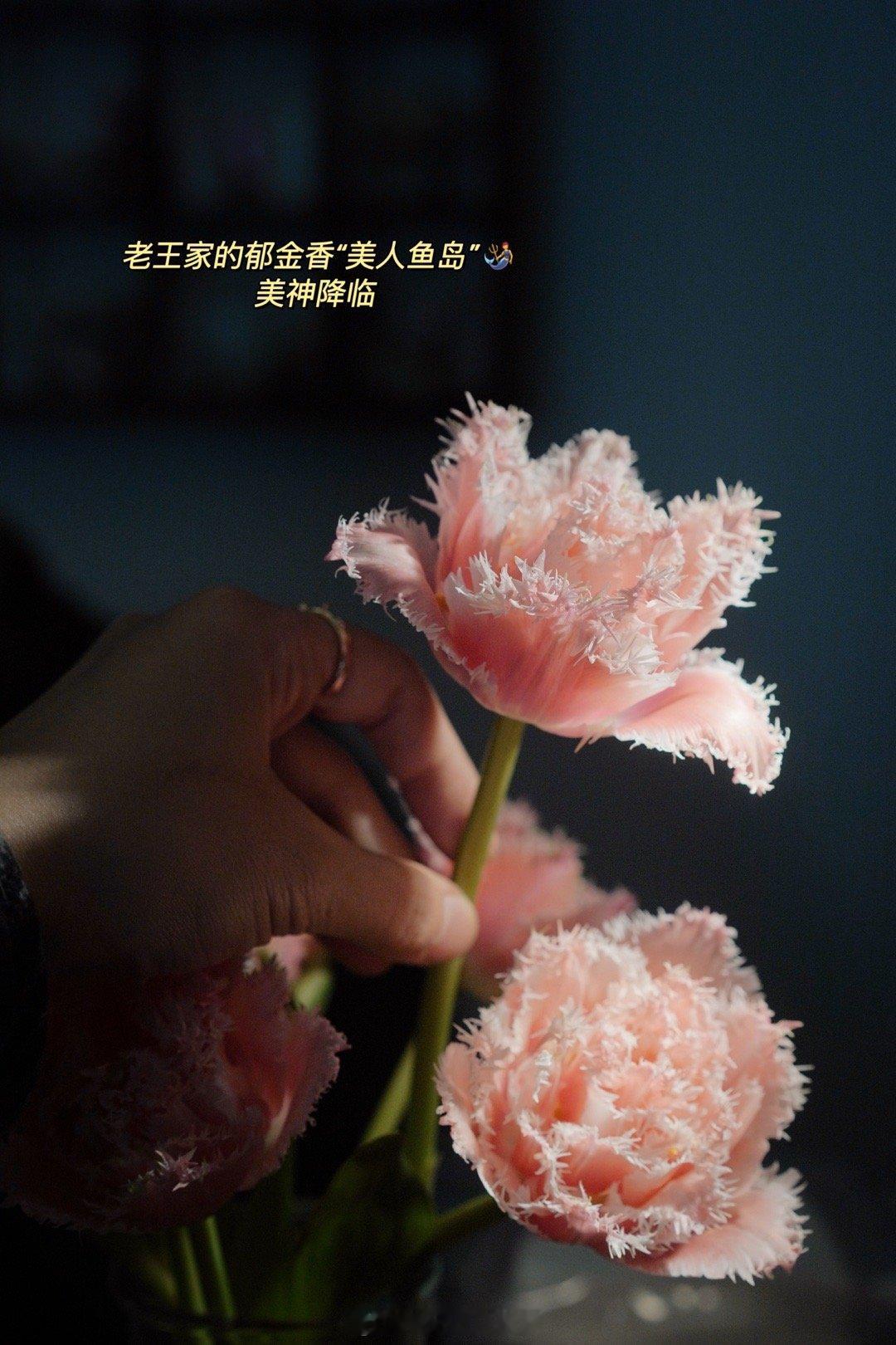 前几天去葵，老板送了两个新鲜的芭乐。灵机一动做了芭乐火腿芝士三明治🥯周末回乡下