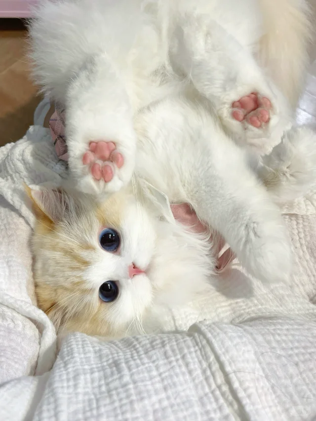 香香软软小蛋糕