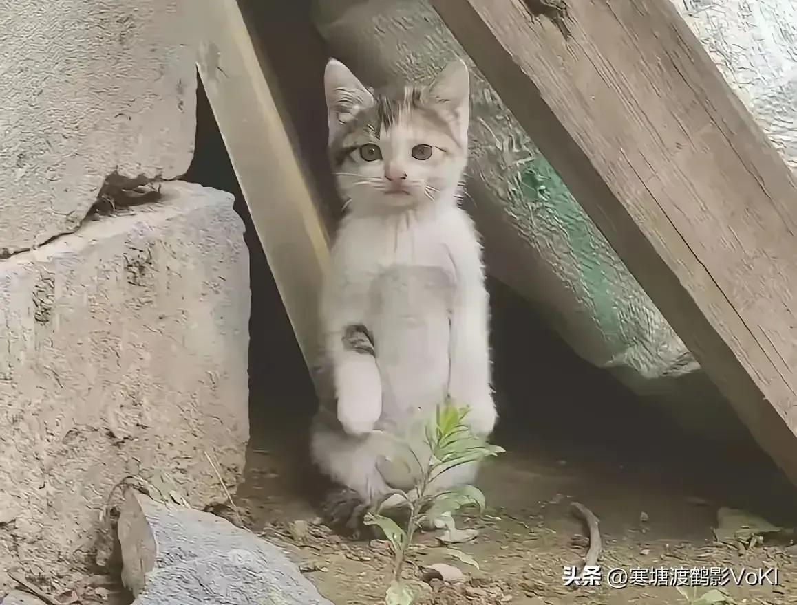 我经常把家里的废纸壳送给一名拾荒老人，老人收养了一只流浪猫，去的次数多了就和猫咪