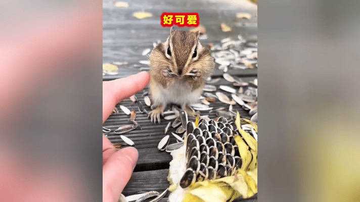 您瞧瞧这只可爱的小家伙！埋头一个劲不停地嗑瓜子，小模样实在是太招人喜欢了。
 