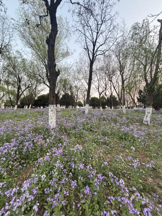 这是什么花？