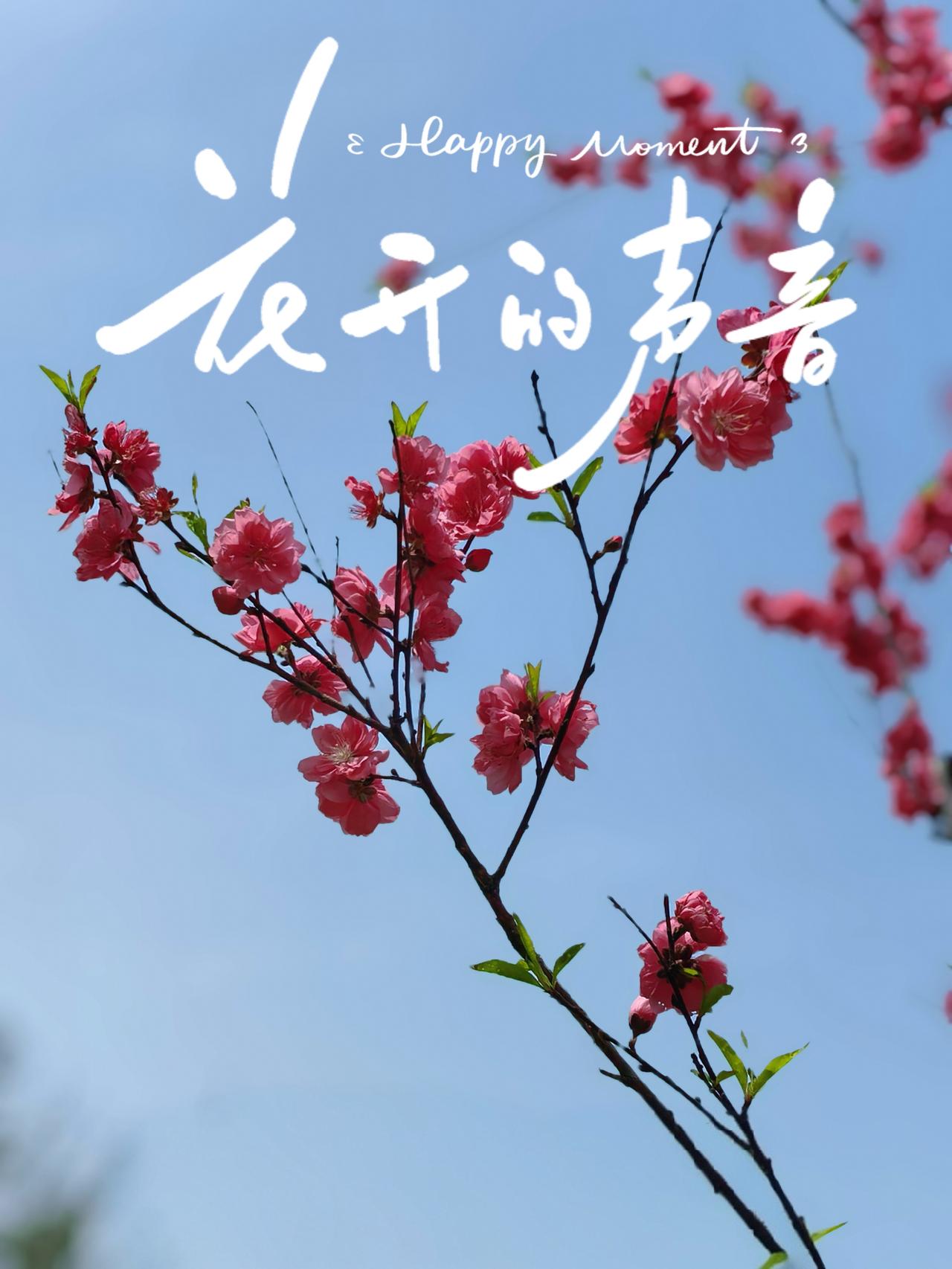 来，听春花开～

天是蓝的，
​风是软的，
光是暖的，
心是甜的，
我是开心的～