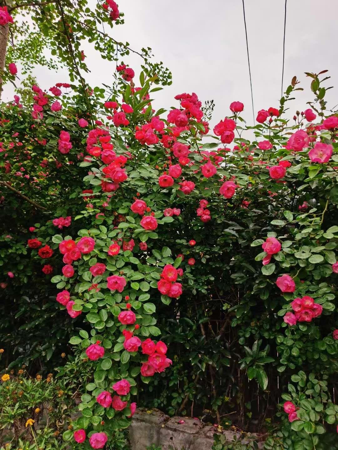 柳暗花明！！！