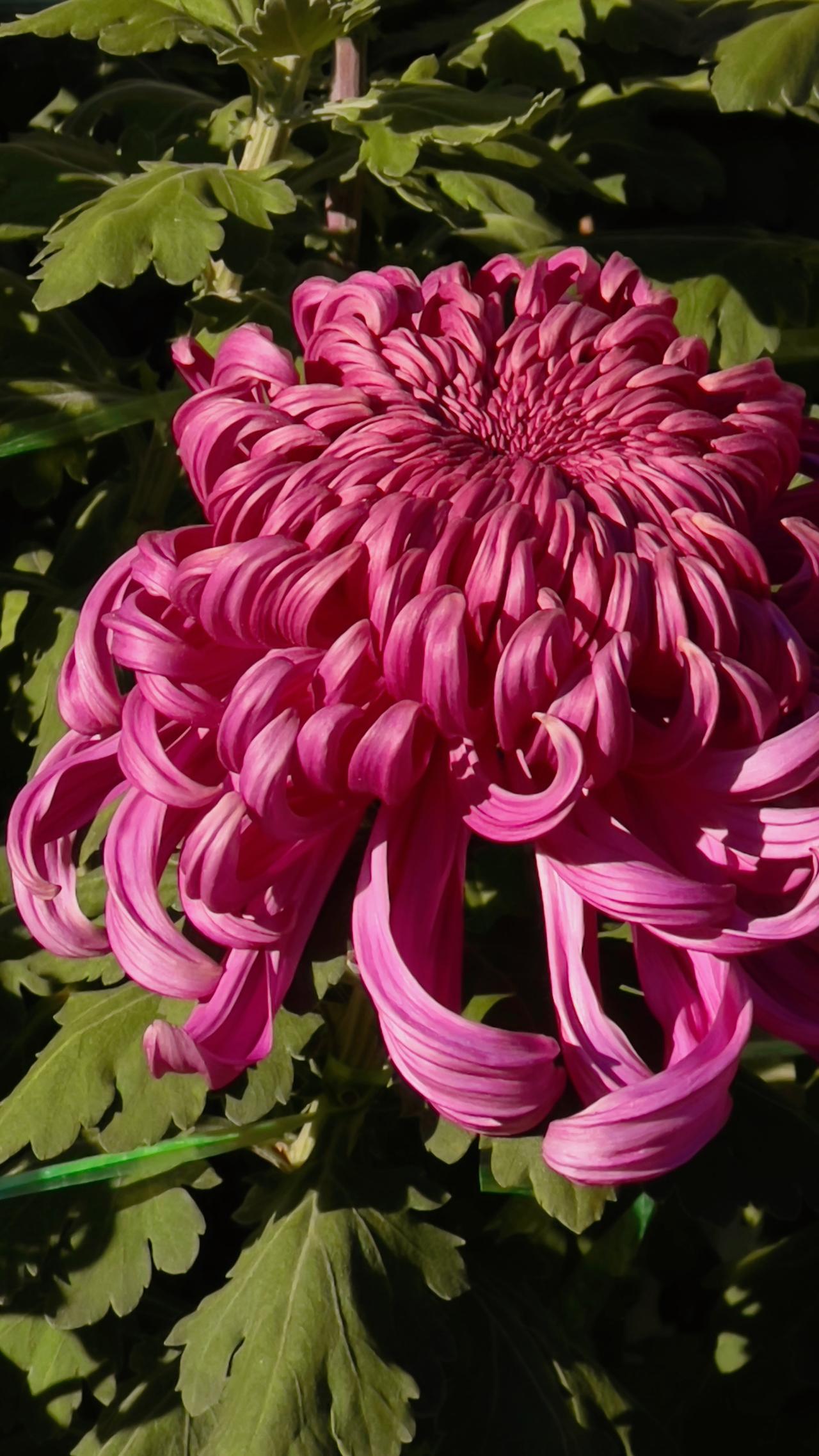 随手一拍美丽的花朵