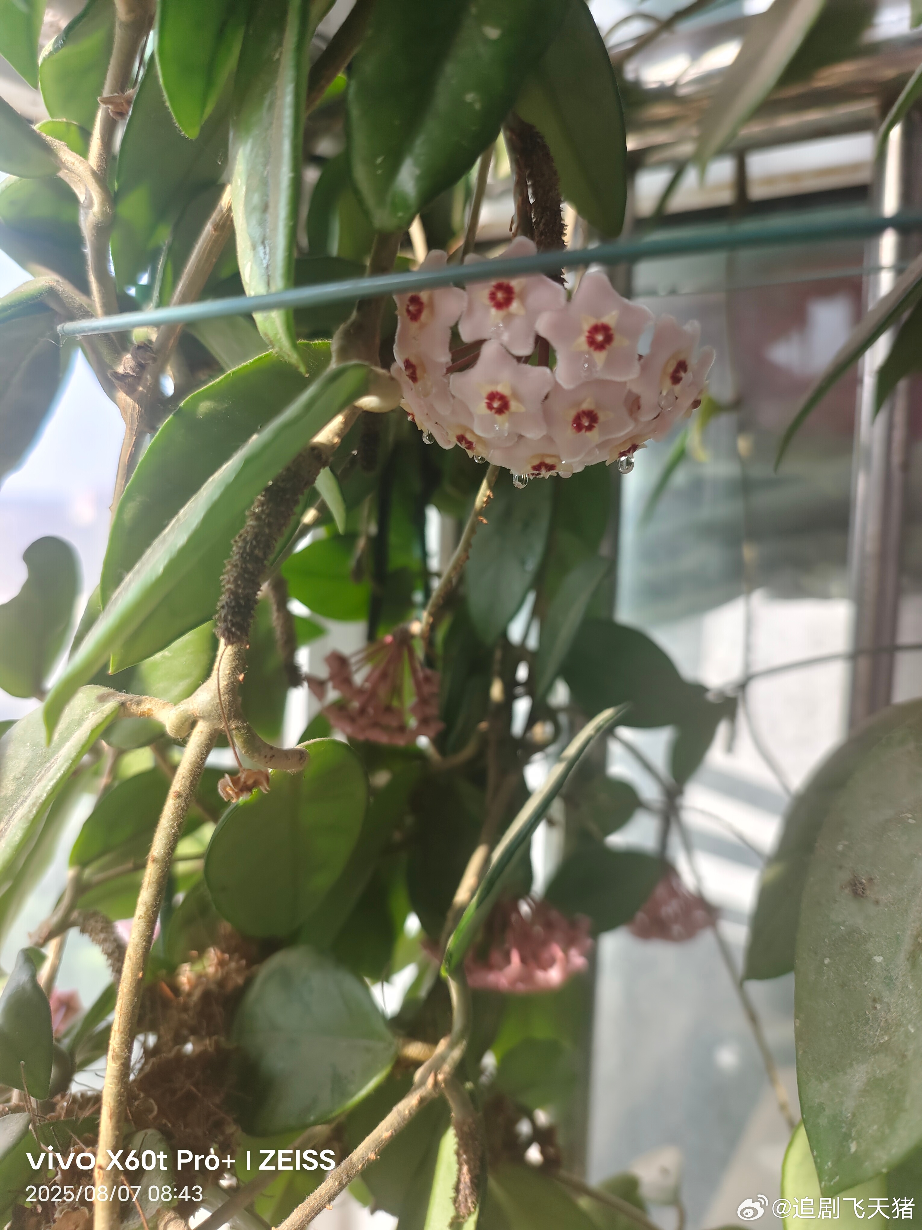 清晨推开门，阳台的风裹着熟悉的甜香漫进来——那盆球兰，居然还在开。 从盛夏的蝉鸣