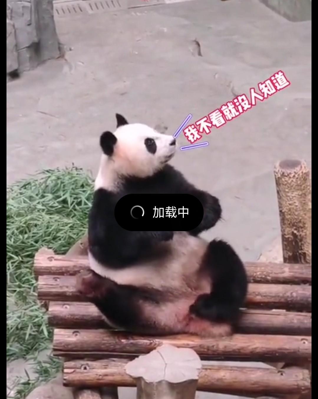 有谁知道这只熊熊叫什么？要曝光它，它竟然闻扣屁屁的手，最后竟然还舔了一下[大笑]