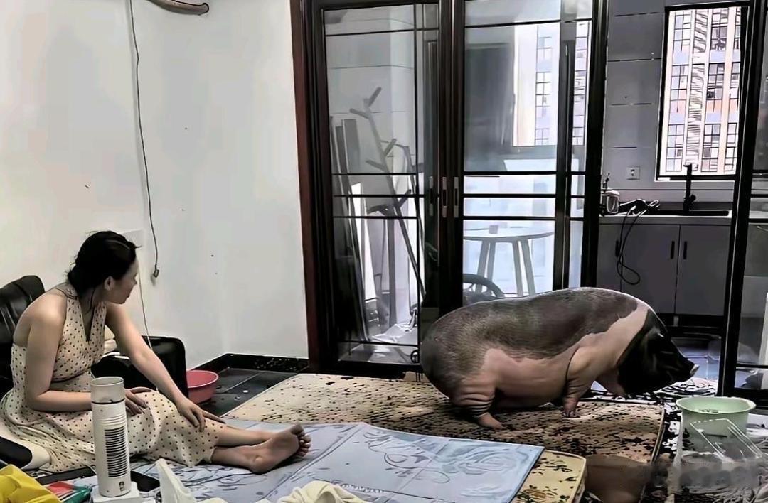 在家里养猪吗？会不会不太好 不会臭吗？