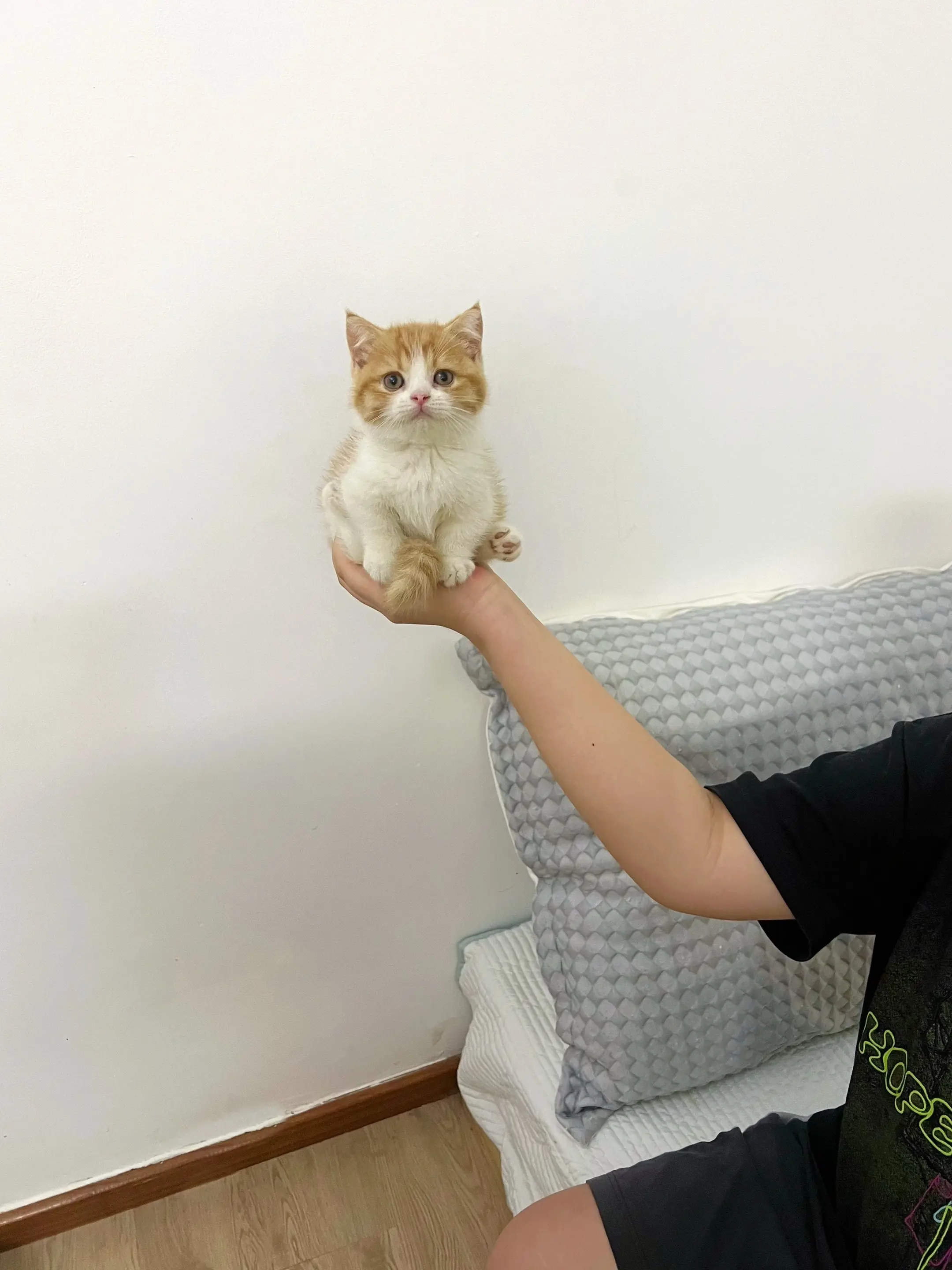 小小一坨咪。