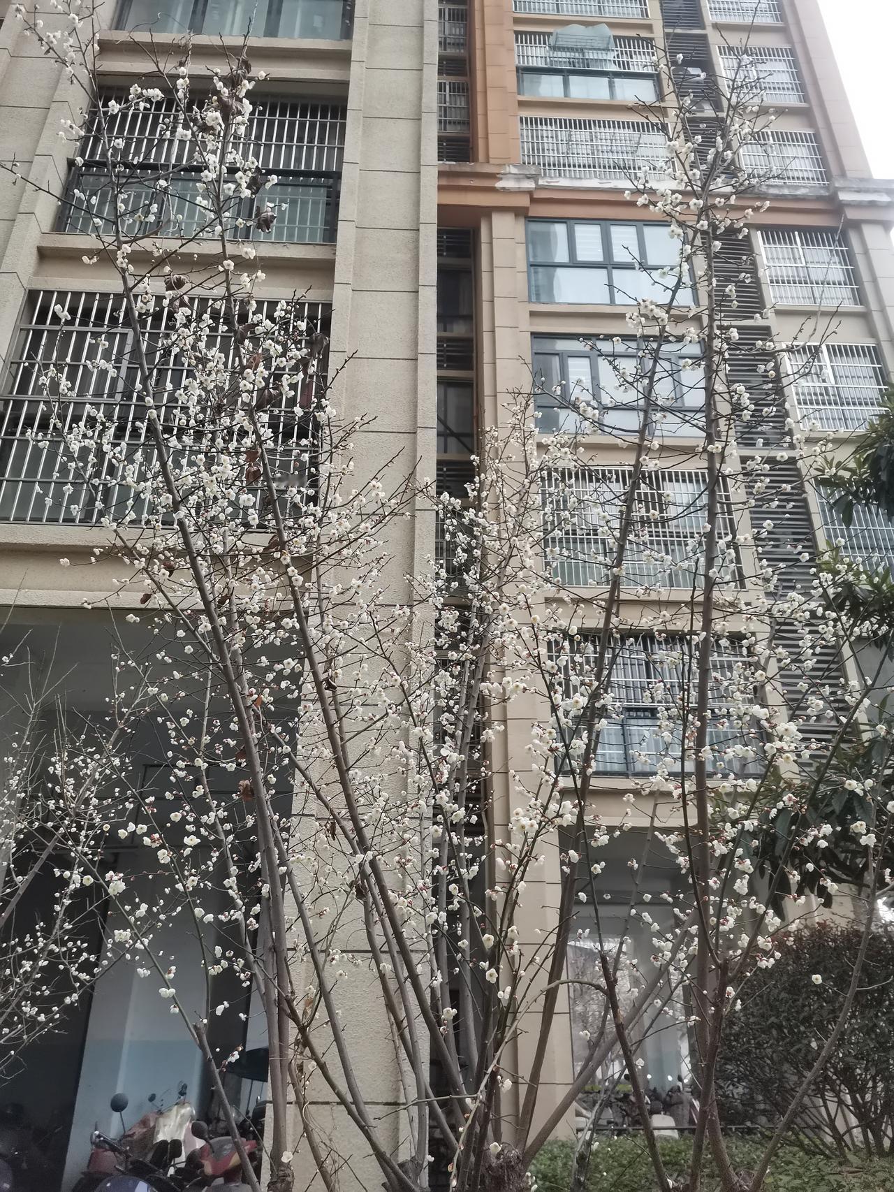 今天腊月十八，
希望今天工作顺利，
小区里不知名的花开了，
最近细看，
原来是白