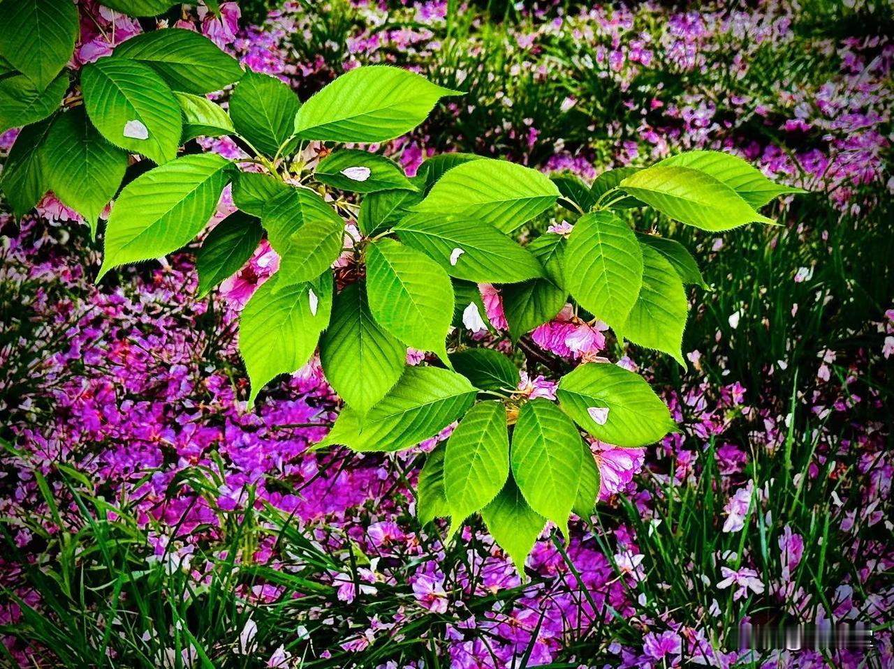 谷雨辞
       （原创）


柳絮翻飞
时光催更
一朵朵残花
不忍离去
像