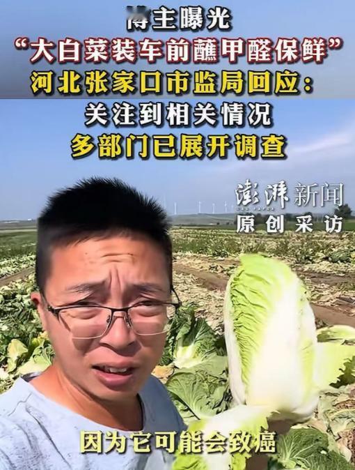 韩国出新规！只要是运到韩国的中国新鲜大白菜，不管是哪一批次、哪一单货，通关的时候