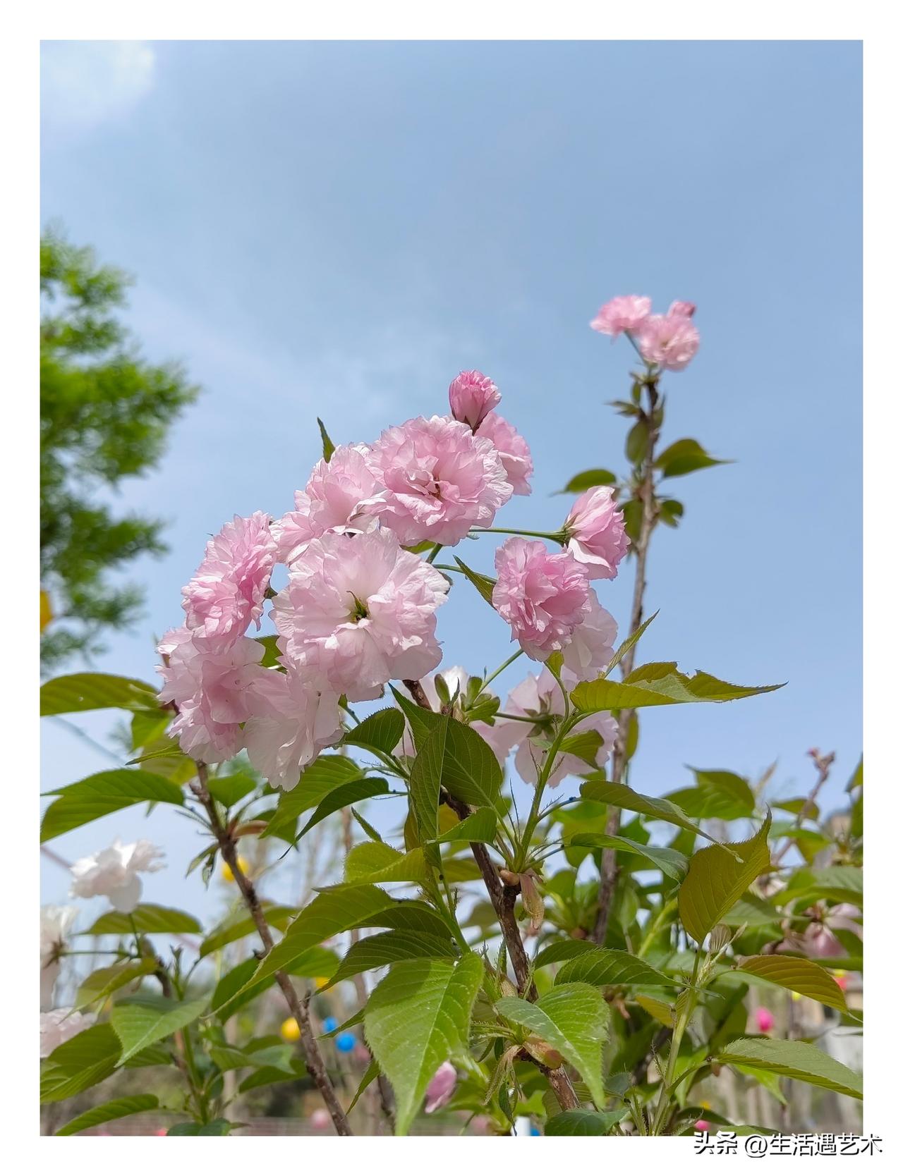 记录我的2026随手拍的樱花，竟然是一流水平，超级美啊。