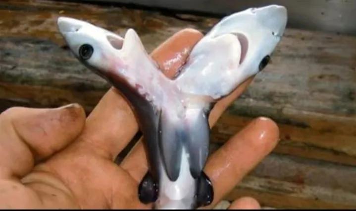 福岛渔民打捞的变种鲨鱼，福岛核电站泄露已经12个年头了。[蜡烛] ​​​