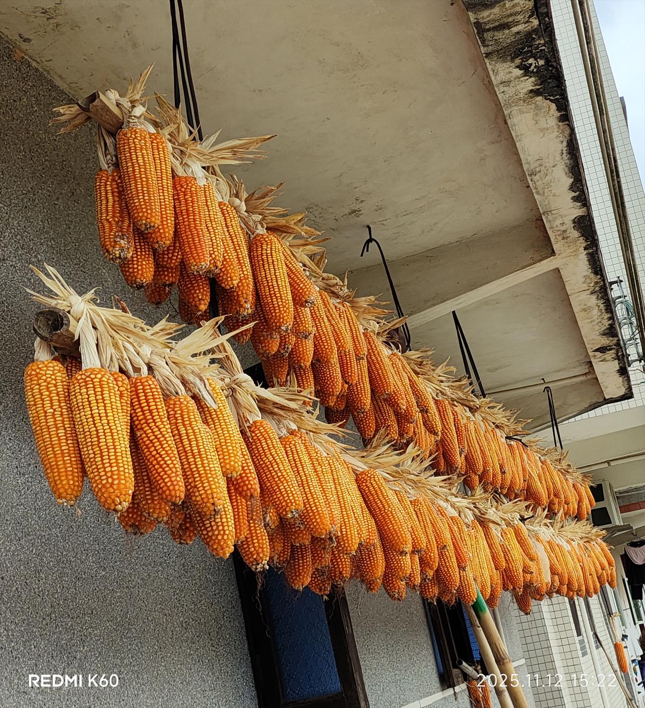 随着一声吆喝，田野里瞬间热闹起来！金黄的稻浪随风起伏，收割机轰隆隆驶过，留下一排