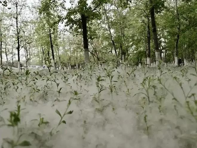 春天杨絮多的问题，就要解决了！我国内蒙古培育出不生絮杨树新品种！
 
每年春夏季