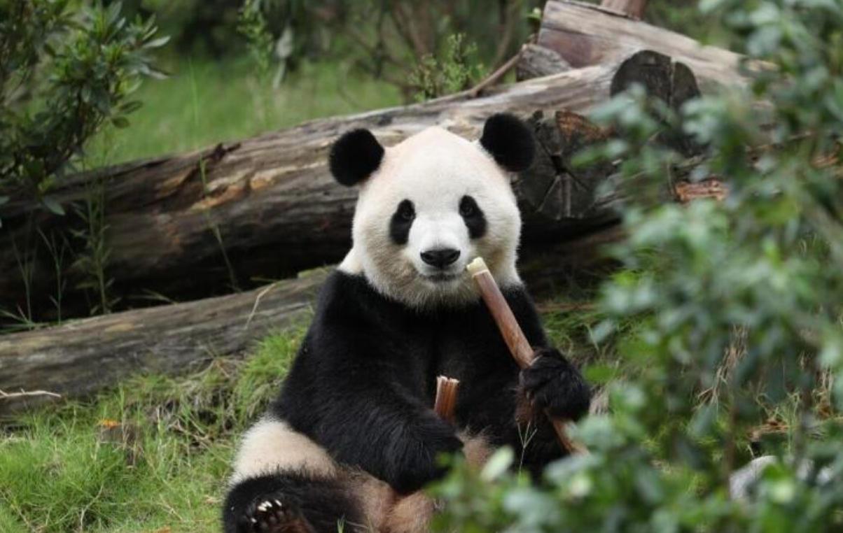 又一对大熊猫将赴美，选择时机大有讲究，释放积极信号

别再只觉得熊猫赴美是单纯的