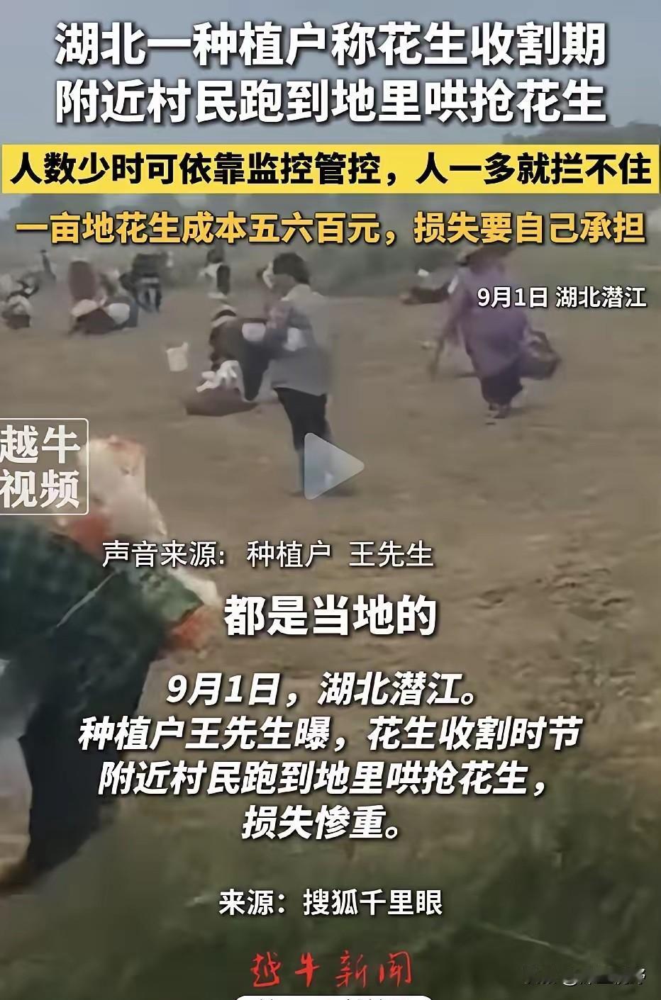 一年辛劳，半天抢光！ 湖北潜江，一千多亩花生地正值收获季节，成熟的花生还没来得及