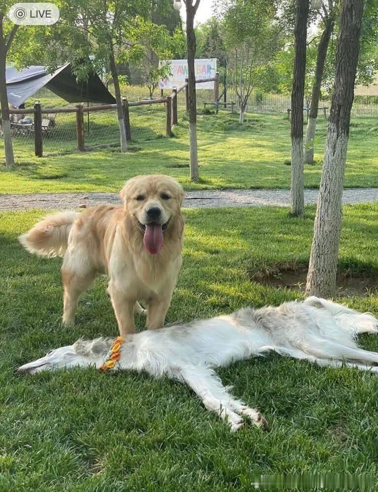 博佐伊犬躺着就像是被卡车碾过一样扁平化了。博佐伊犬属于视猎犬（Sighthoun