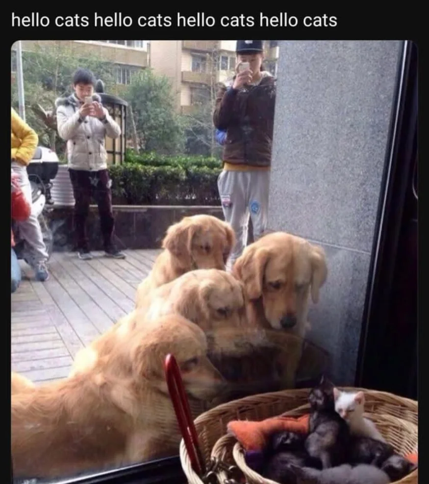 关于小猫的梗图🦴