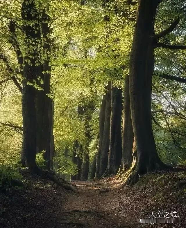 不是伤害你的人让你成长，
而是你对被伤害的反思让你成长。
所以不要故作大度地去感