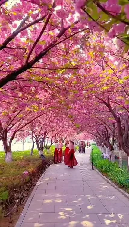 粉色的樱花大道，浪漫漫步大美樱花。 闹市里的樱花 路过的风景樱花 赏花春日随手拍