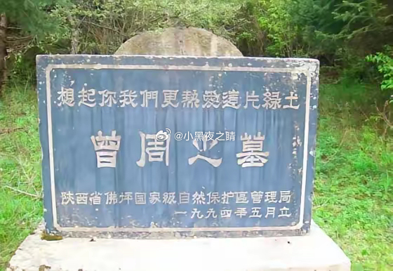 上个世纪80年代，北大生物系硕士研究生曾周，在陕西佛坪考察大熊猫的时候，不小心坠